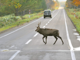 raticová zver na ceste