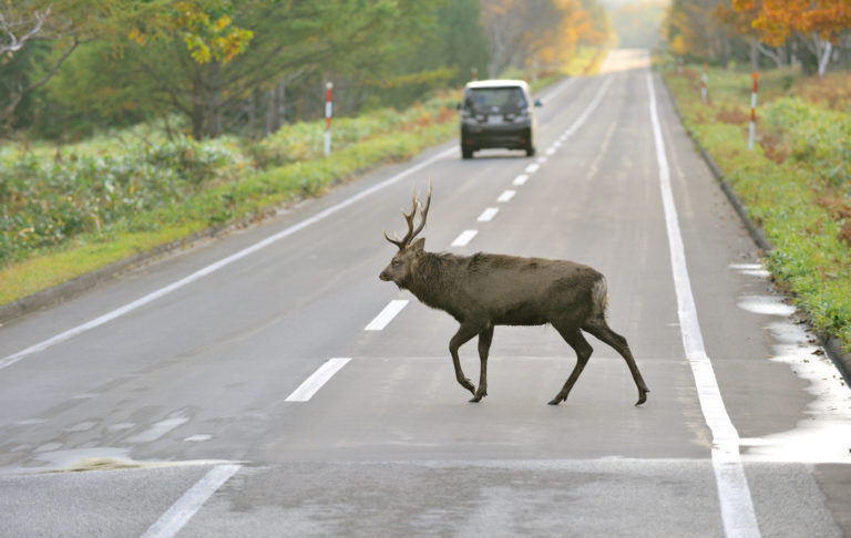 raticová zver na ceste