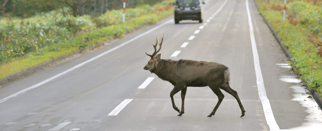 raticová zver na ceste