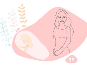 grafika k trinástemu týždňu tehotenstva