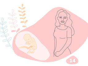 grafika k štrnástemu týždňu tehotenstva