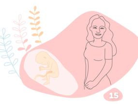 grafika k 15. týždňu tehotenstva