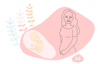grafika k 16. týždňu tehotenstva