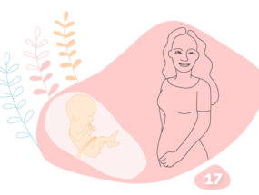 Grafika k 17. týždňa tehotenstva