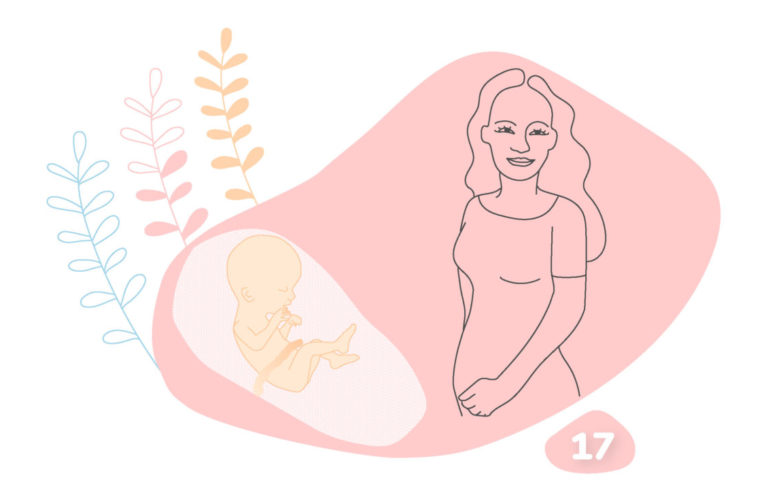 Grafika k 17. týždňa tehotenstva