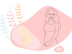 20. týždeň tehotenstva