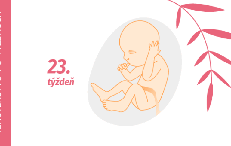 23. týždeň tehotenstva 23. týždeň tehotenstva