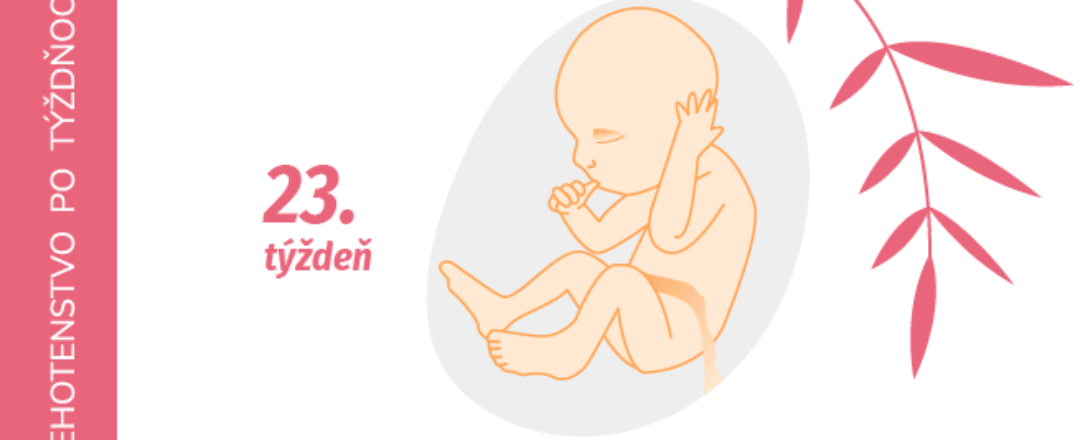 23. týždeň tehotenstva 23. týždeň tehotenstva