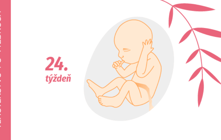 24. týždeň tehotenstva 24. týždeň tehotenstva